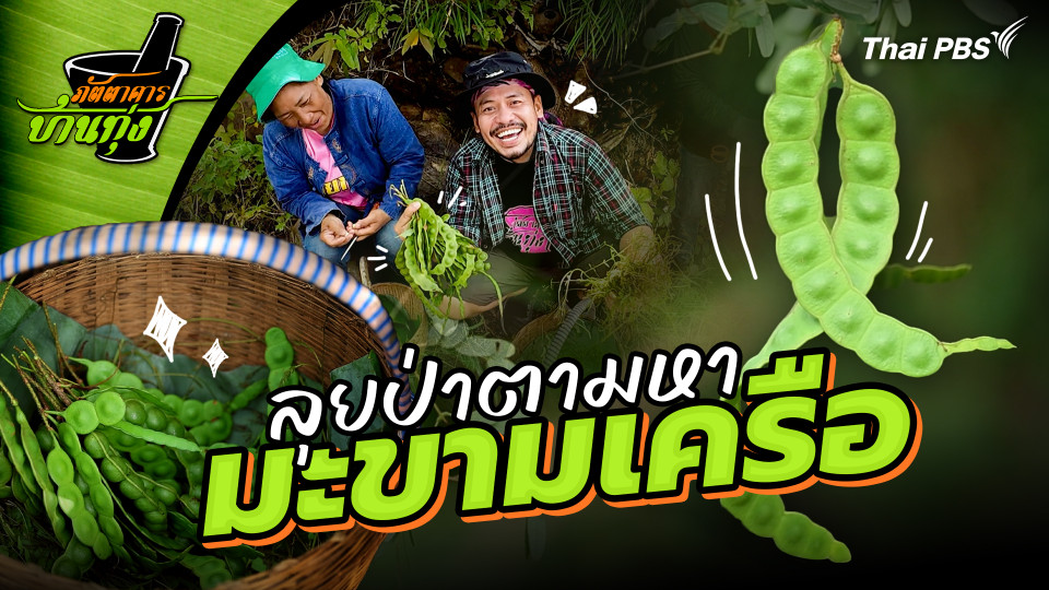 มะขามเครือ