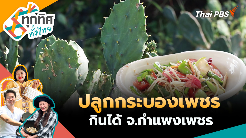 ปลูกกระบองเพชรกินได้ จ.กำแพงเพชร