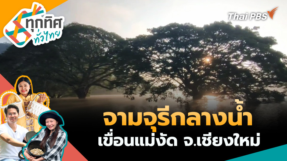 จามจุรีกลางน้ำเขื่อนแม่งัด จ.เชียงใหม่