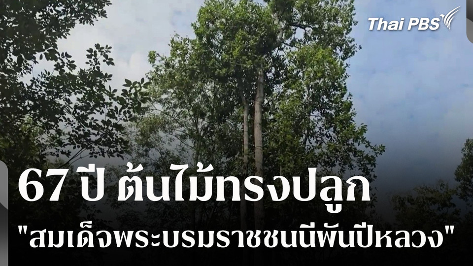 67 ปี ต้นไม้ทรงปลูก "สมเด็จพระบรมราชชนนีพันปีหลวง" จ.พิษณุโลก