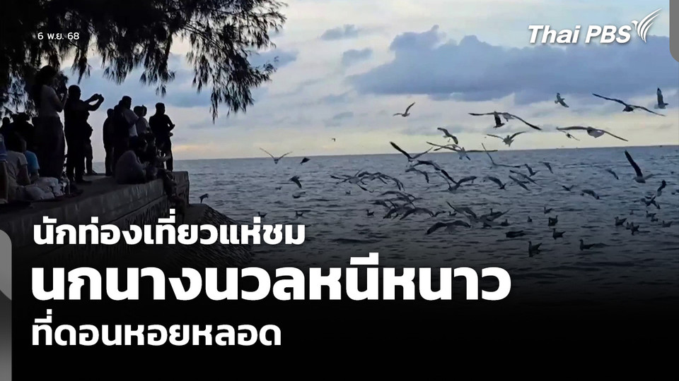 นักท่องเที่ยวแห่ชม นกนางนวลหนีหนาว ที่ดอนหอยหลอด