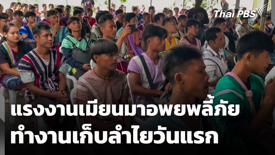 แรงงานเมียนมาอพยพลี้ภัยทำงานเก็บลำไยวันแรก