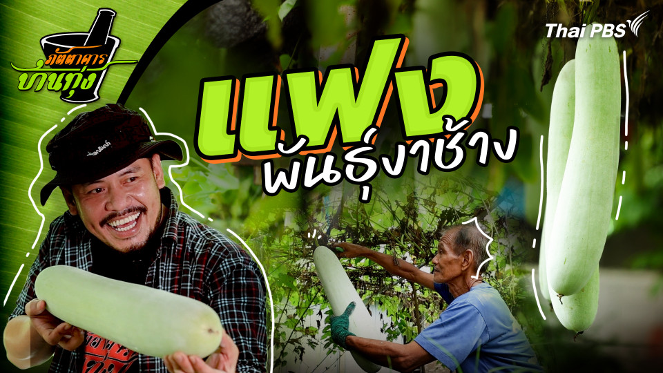 แฟงพันธุ์งาช้าง