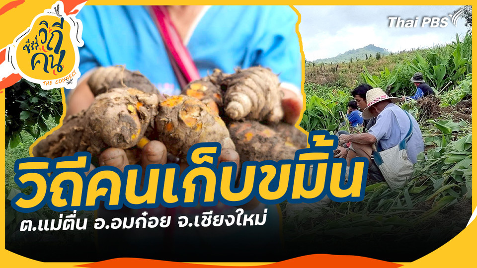 วิถีคนเก็บขมิ้น ต.แม่ตื่น อ.อมก๋อย จ.เชียงใหม่