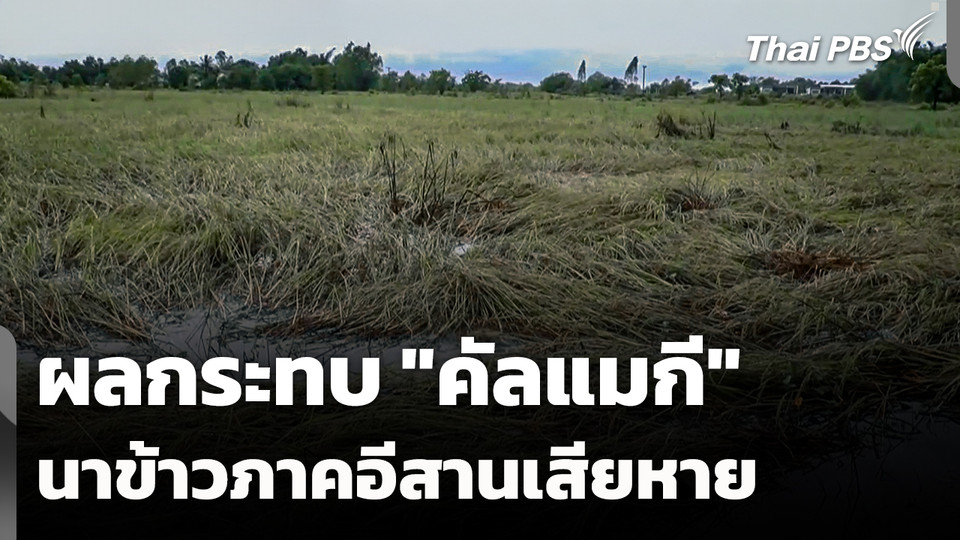 ผลกระทบพายุคัลแมกี นาข้าวพื้นที่ภาคอีสานเสียหาย