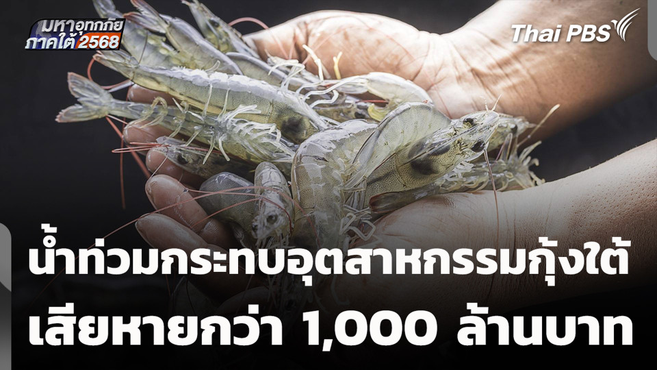 น้ำท่วมกระทบอุตสาหกรรมกุ้งใต้ เสียหายกว่า 1,000 ล้านบาท
