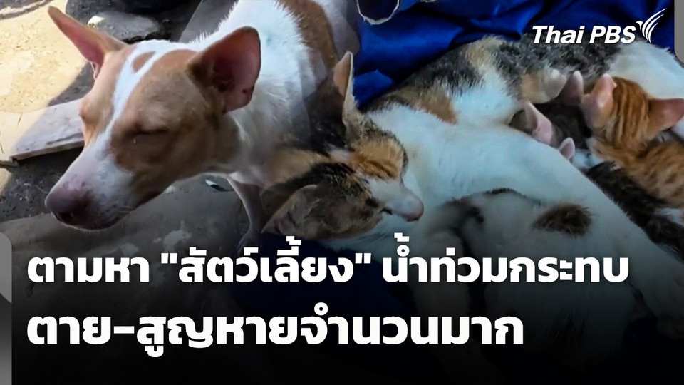 น้ำท่วมกระทบสัตว์เลี้ยง ตาย-สูญหายจำนวนมาก