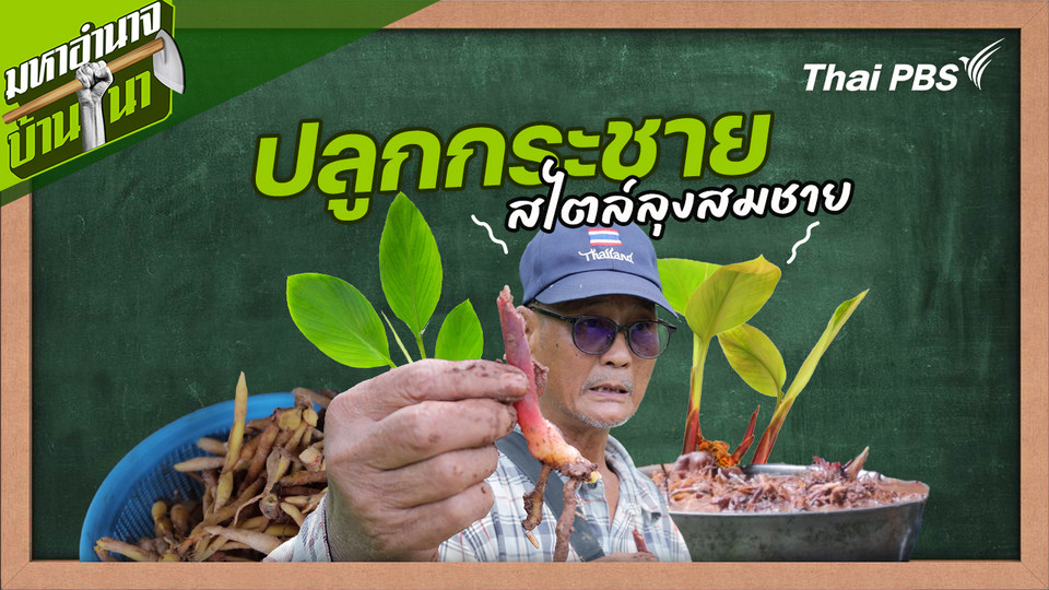 สูตรลับฉบับบ้านนา : ปลูกกระชายสไตล์ลุงสมชาย