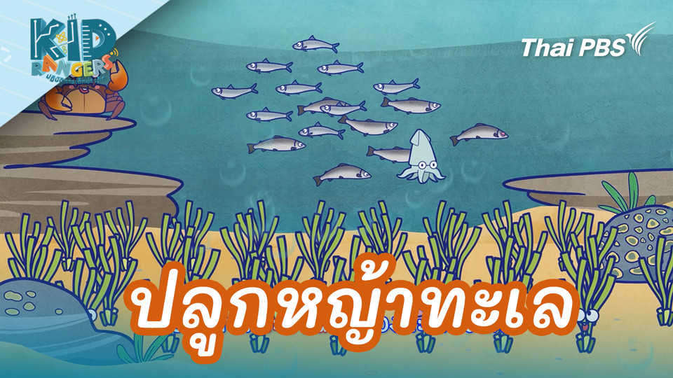 ปลูกหญ้าทะเล