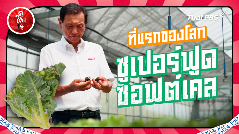 ที่แรกของโลก "ซูเปอร์ฟูดซอฟต์เคล" ผักใหม่กินง่ายได้คุณค่ากว่าเดิม