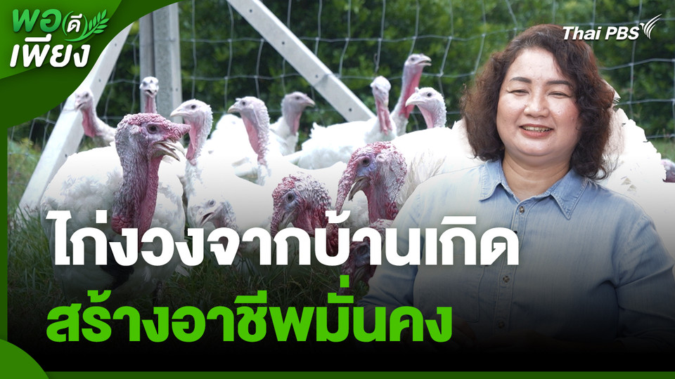 พอดีพอเพียง : ไก่งวงจากบ้านเกิด สร้างอาชีพมั่นคง