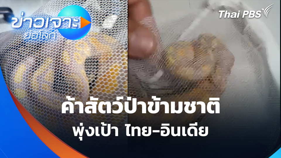 ค้าสัตว์ป่าข้ามชาติ พุ่งเป้า "ไทย-อินเดีย" | ข่าวเจาะย่อโลก 