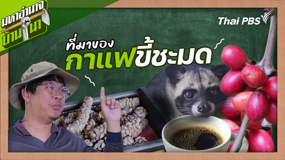สูตรลับฉบับบ้านนา : ที่มาของกาแฟขี้ชะมด