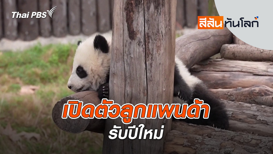 เปิดตัวลูกแพนด้ารับปีใหม่ | 4 ม.ค. 69