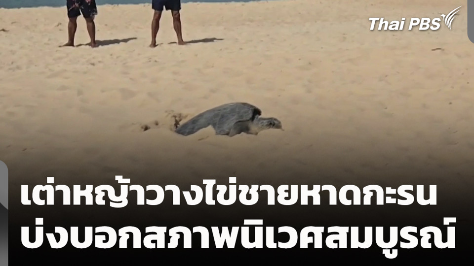 เต่าหญ้าวางไข่ชายหาดกะรน บ่งบอกสภาพนิเวศสมบูรณ์