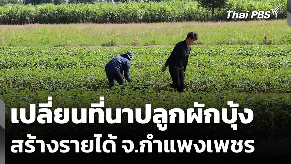 เปลี่ยนที่นาปลูกผักบุ้งสร้างรายได้ จ.กำแพงเพชร