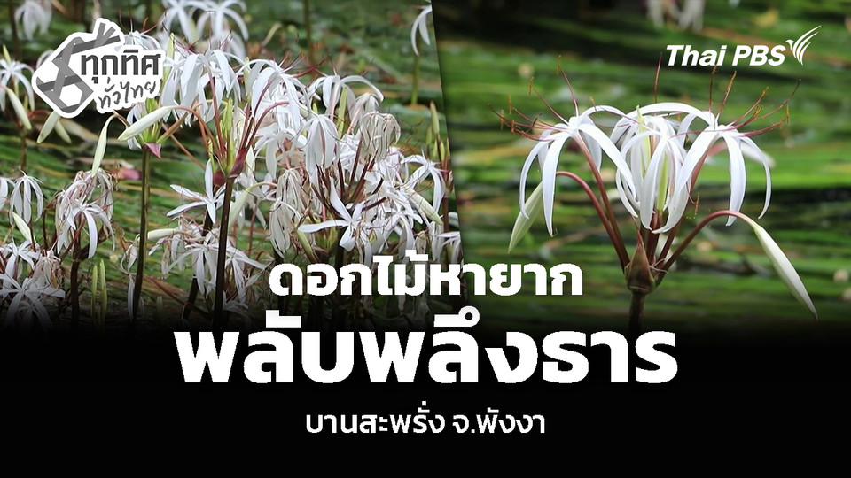 ดอกไม้หายาก “พลับพลึงธาร” บานสะพรั่ง จ.พังงา