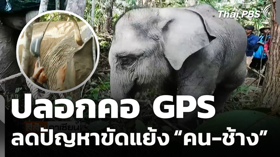 ปลอกคอ GPS ลดปัญหาขัดแย้ง คน-ช้าง  สีสันทันโลก