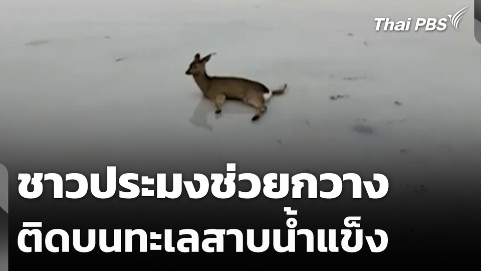 ช่วยกวางติดบนทะเลสาบน้ำแข็ง ที่รัสเซีย