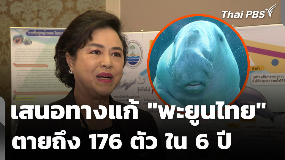 เสนอทางแก้ "พะยูนไทย" ตายพุ่ง 176 ตัว ใน 6 ปี