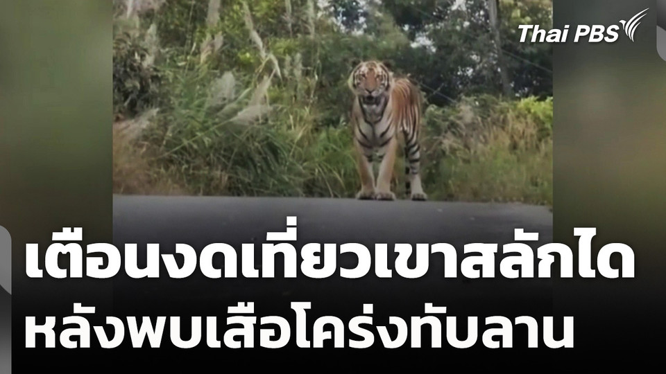 เตือนงดเที่ยวเขาสลักไดหลังพบเสือโคร่งทับลาน