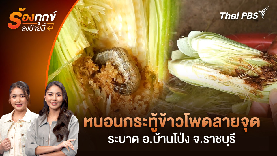 หนอนกระทู้ข้าวโพดลายจุดระบาด อ.บ้านโป่ง จ.ราชบุรี