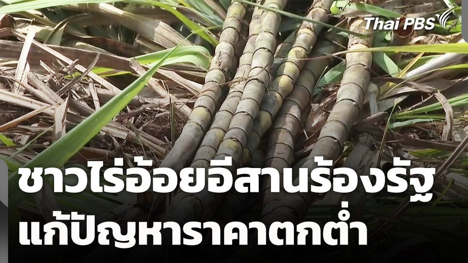 ชาวไร่อ้อยอีสานร้องรัฐเร่งแก้ปัญหาราคาตกต่ำ