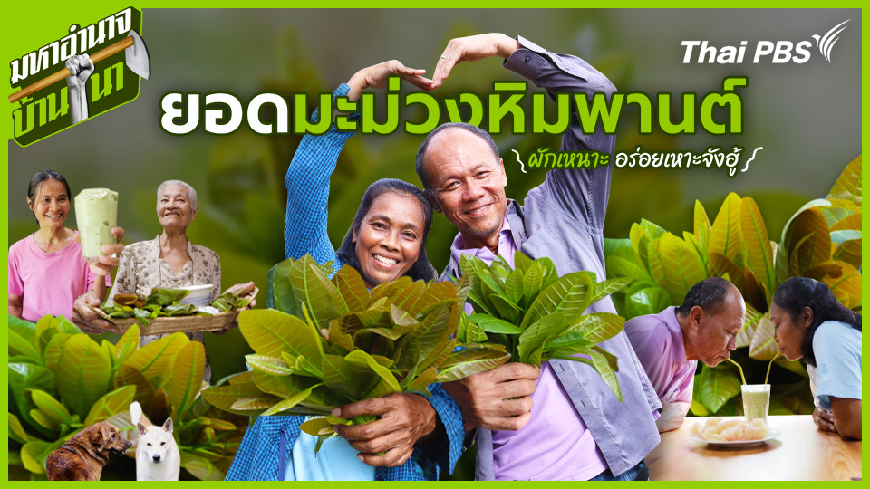 ยอดมะม่วงหิมพานต์ ผักเหนาะอร่อยเหาะจังฮู้