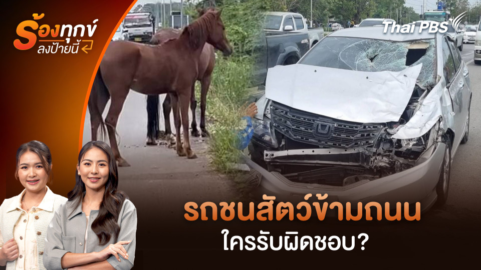 รถชนสัตว์ข้ามถนน ใครรับผิดชอบ? 