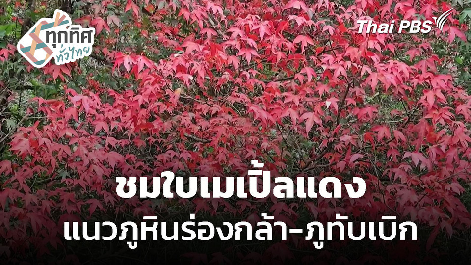 ชมใบเมเปิ้ลแดง ภูหินร่องกล้า-ภูทับเบิก 
