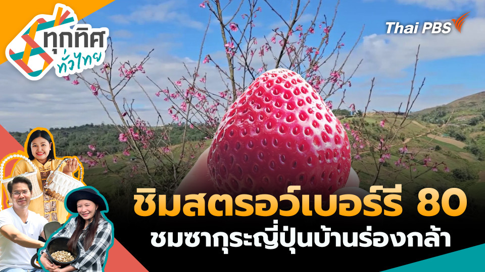 ชิมสตรอว์เบอร์รี 80 ชมซากุระญี่ปุ่นบ้านร่องกล้า