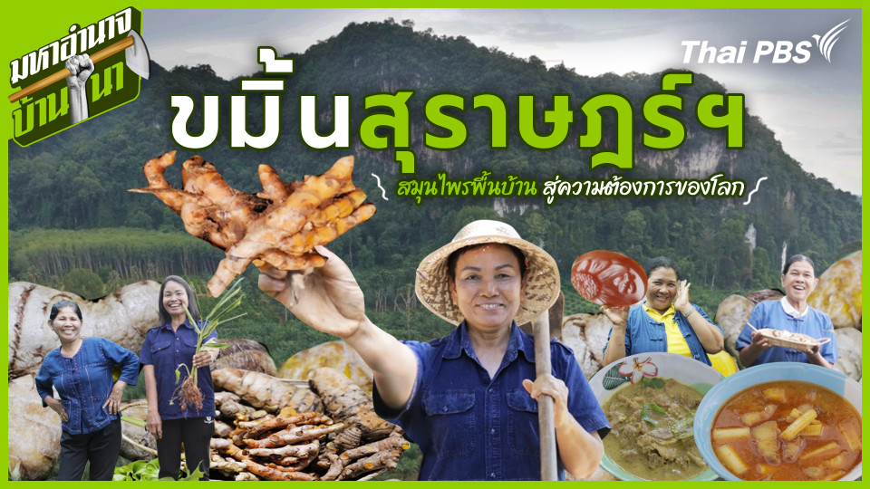 ขมิ้นสุราษฎร์ฯ สมุนไพรพื้นบ้าน สู่ความต้องการของโลก