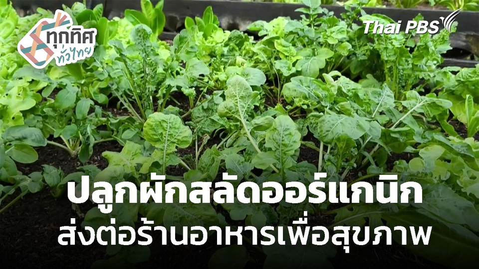ปลูกผักสลัดออร์แกนิก ส่งต่อร้านอาหารเพื่อสุขภาพ