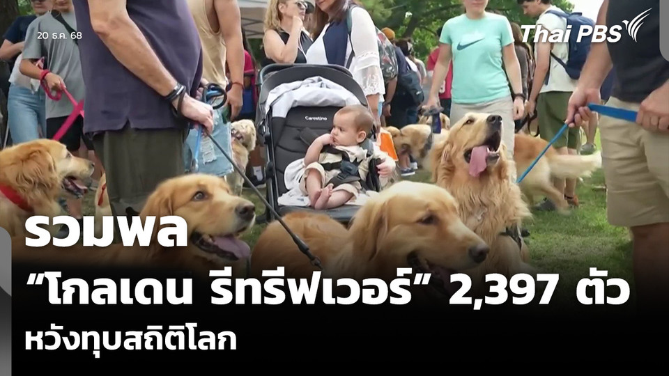 รวมพล “โกลเดน รีทรีฟเวอร์” 2,397 ตัว หวังทุบสถิติโลก