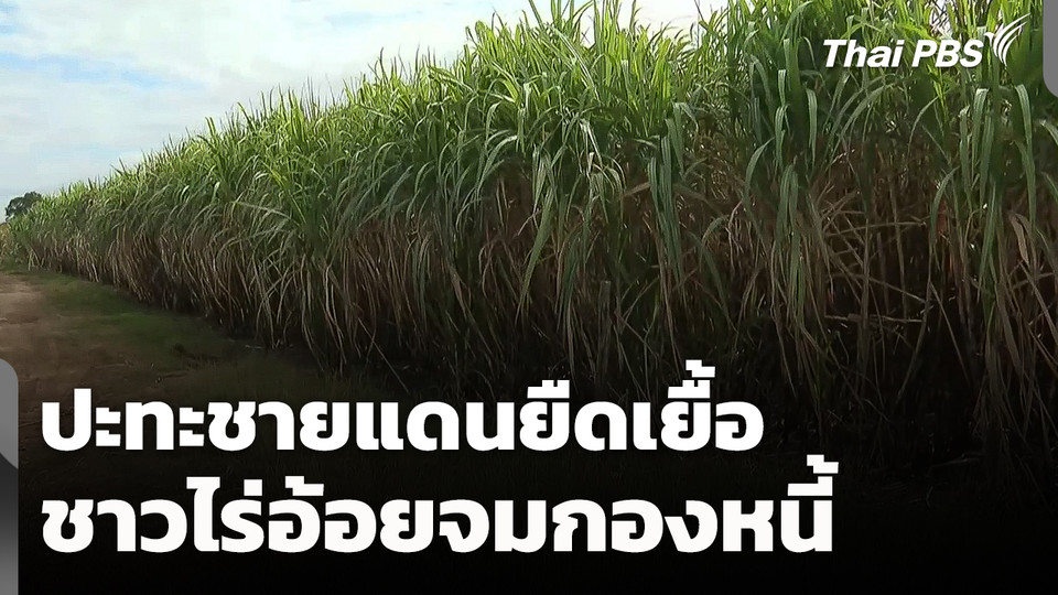 ปะทะชายแดนยืดเยื้อ ชาวไร่อ้อยจมกองหนี้