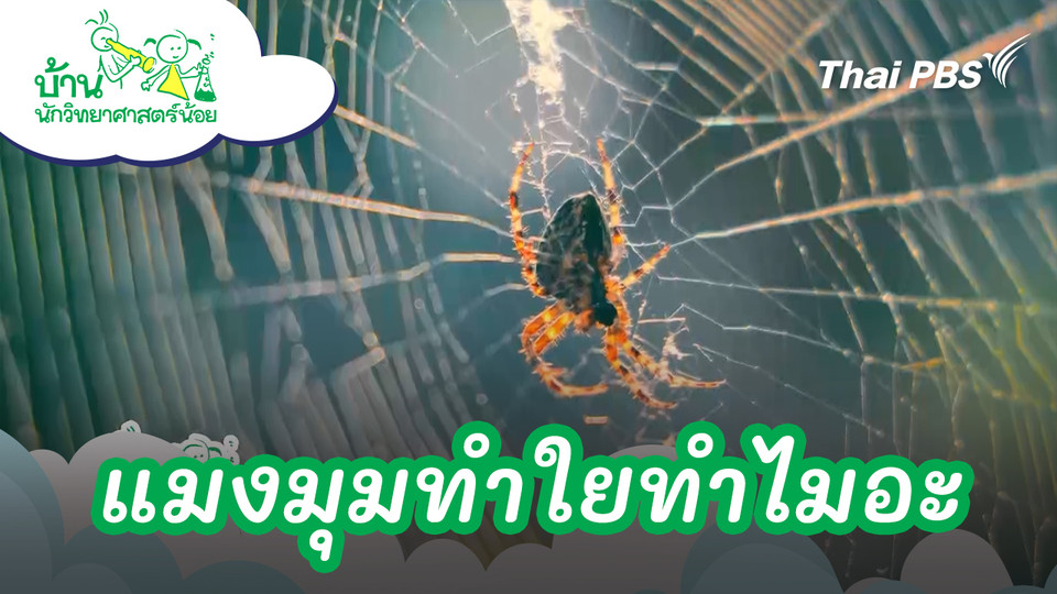 แมงมุมทำใยทำไมอะ ? 
