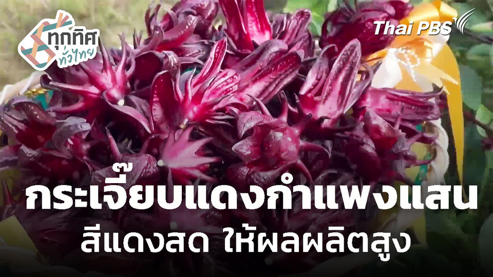 แจกพันธุ์กระเจี๊ยบแดงกำแพงแสนม่วงจัมโบ้ จ.ตรัง