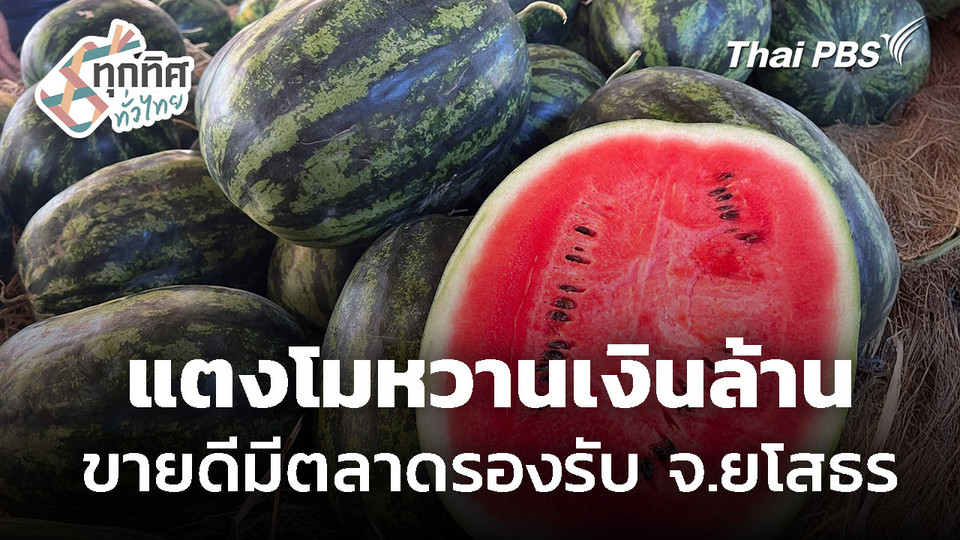 แตงโมหวานเงินล้านยโสธร ขายดีมีตลาดรองรับ