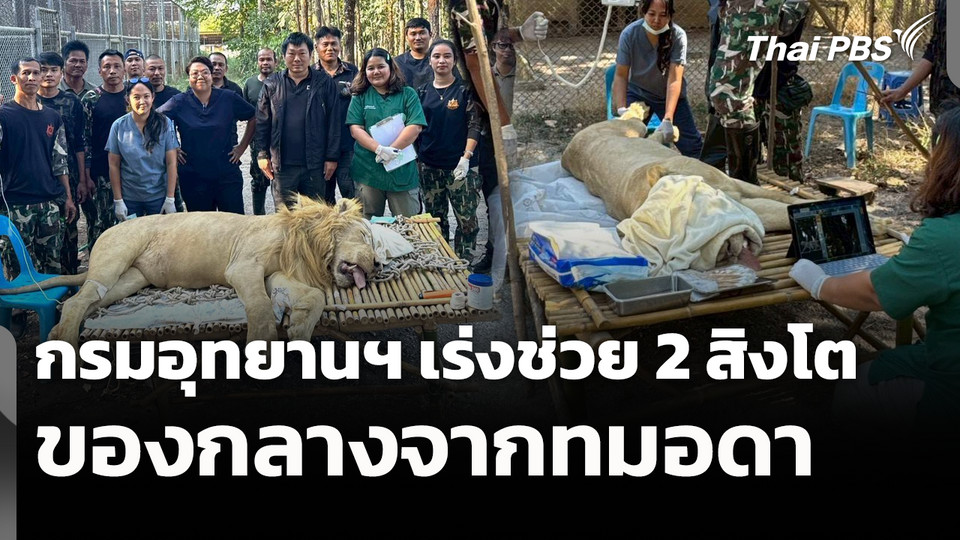 กรมอุทยานฯ เร่งช่วย 2 สิงโตของกลางจากทมอดา 