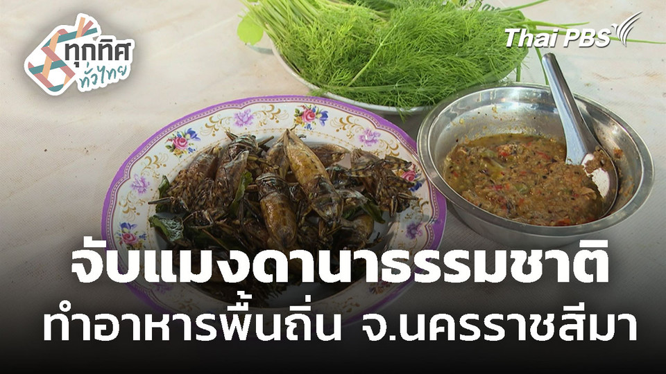 จับแมงดานาธรรมชาติ ทำอาหารพื้นถิ่น จ.นครราชสีมา