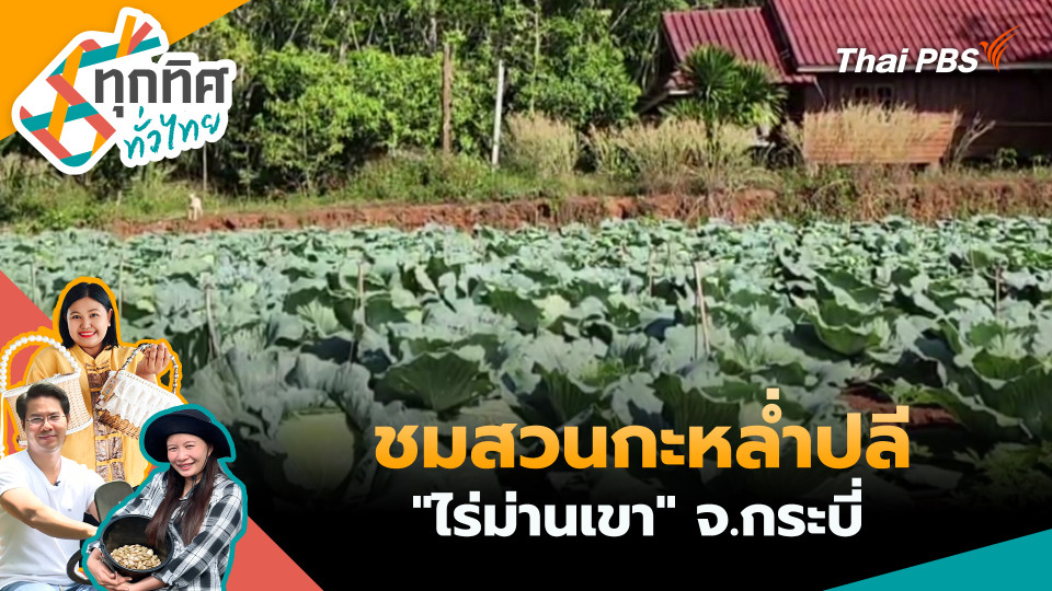 ชมสวนกะหล่ำปลี "ไร่ม่านเขา" จ.กระบี่