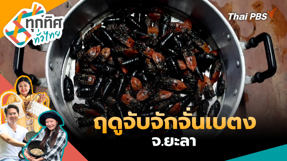 ฤดูจับจักจั่นเบตง จ.ยะลา