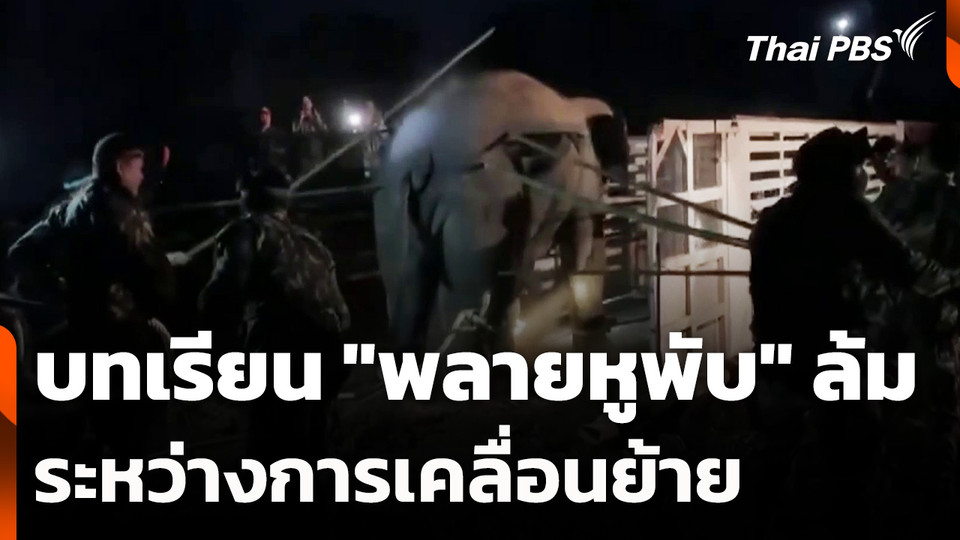 บทเรียน "พลายหูพับ" ล้มระหว่างการเคลื่อนย้าย