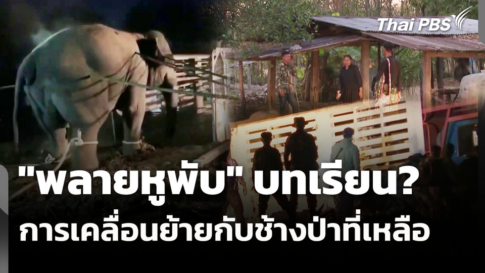 "พลายหูพับ" บทเรียน? การเคลื่อนย้ายกับช้างป่าที่เหลือ
