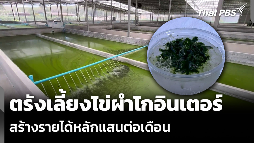 ตรังเลี้ยงไข่ผำโกอินเตอร์ สร้างรายได้หลักแสนต่อเดือน