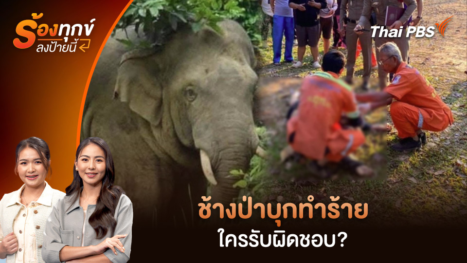 ช้างป่าบุกทำร้าย ใครรับผิดชอบ?