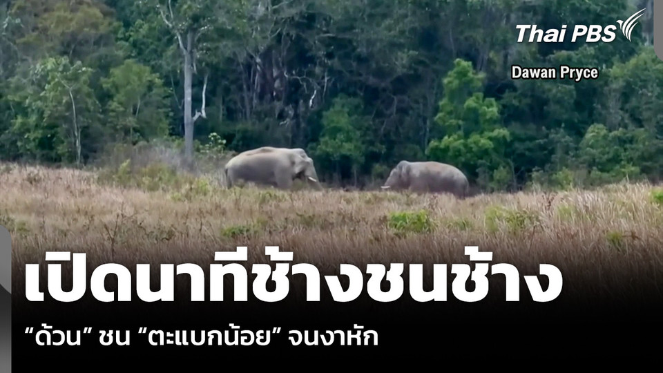 เปิดนาทีช้างชนช้าง “ด้วน” ชน “ตะแบกน้อย” จนงาหัก