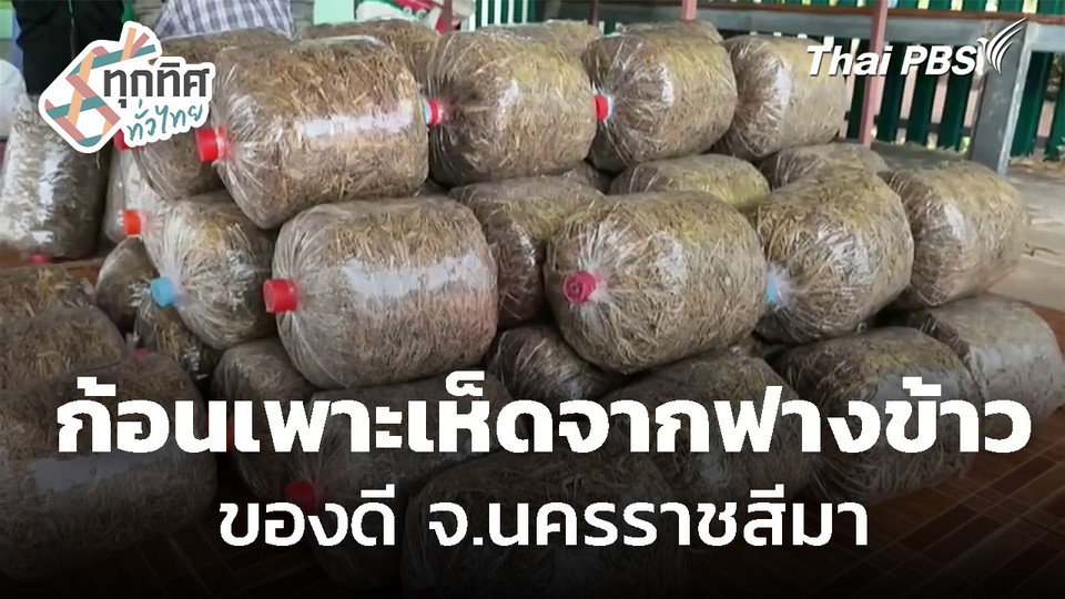 ทำก้อนเพาะเห็ดจากฟางข้าวขาย จ.นครราชสีมา