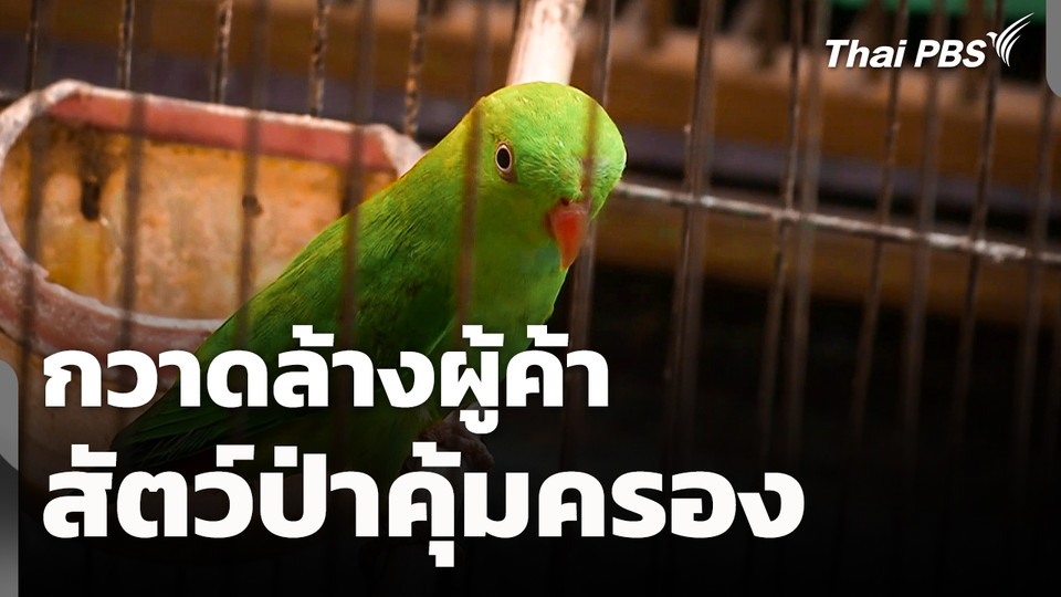 กวาดล้างผู้ค้าสัตว์ป่าคุ้มครองออนไลน์