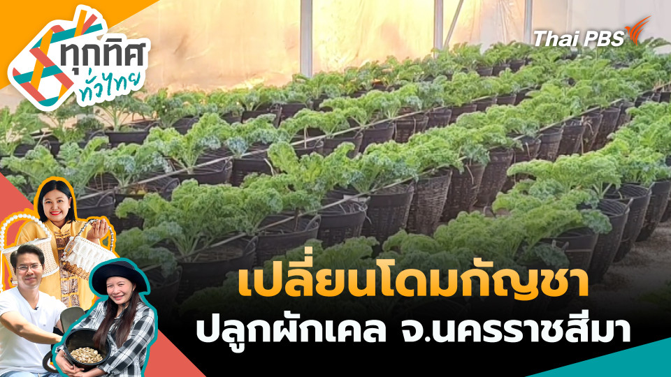 เปลี่ยนโดมกัญชาปลูกผักเคล จ.นครราชสีมา